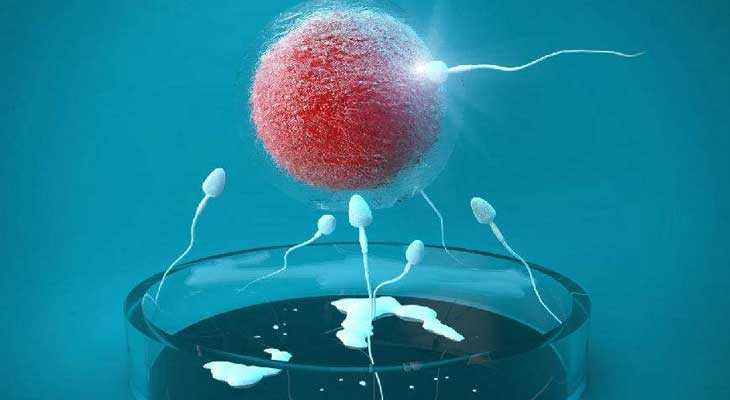 郑州怎样可以代孕呢|铁岭试管婴儿取卵后第一天告知可疑受精怎么办？